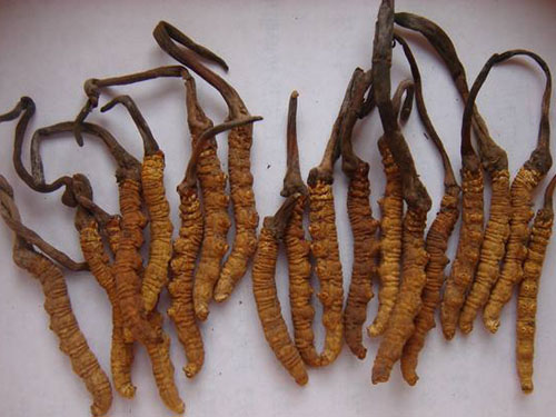 Cordyceps sinensis