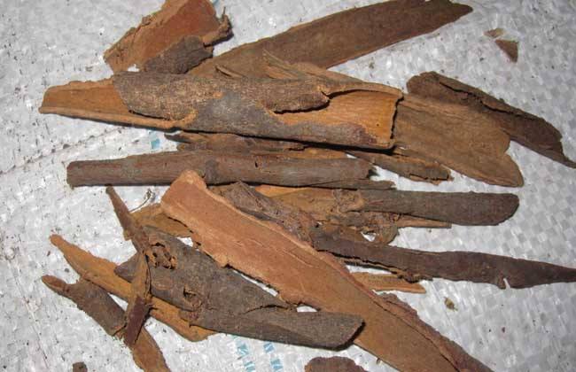 chinese cinnamon